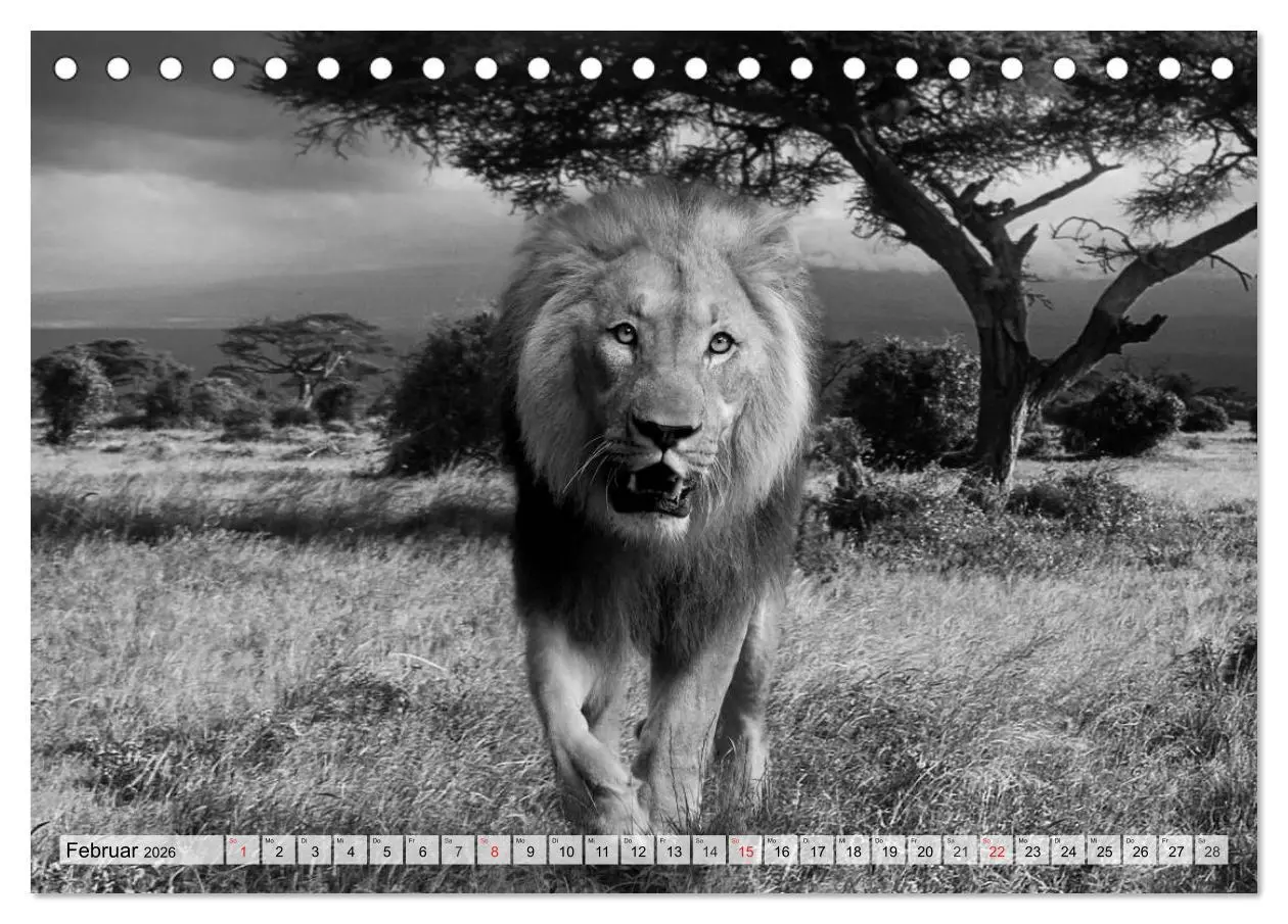 Bild: 9783516051025 | Wilde Tiere in schwarz-weiß (Tischkalender 2026 DIN A5 quer),...