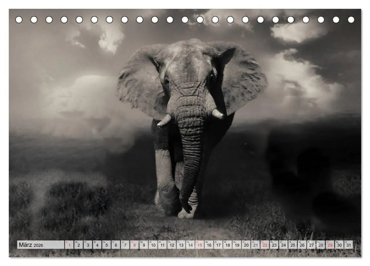 Bild: 9783516051025 | Wilde Tiere in schwarz-weiß (Tischkalender 2026 DIN A5 quer),...