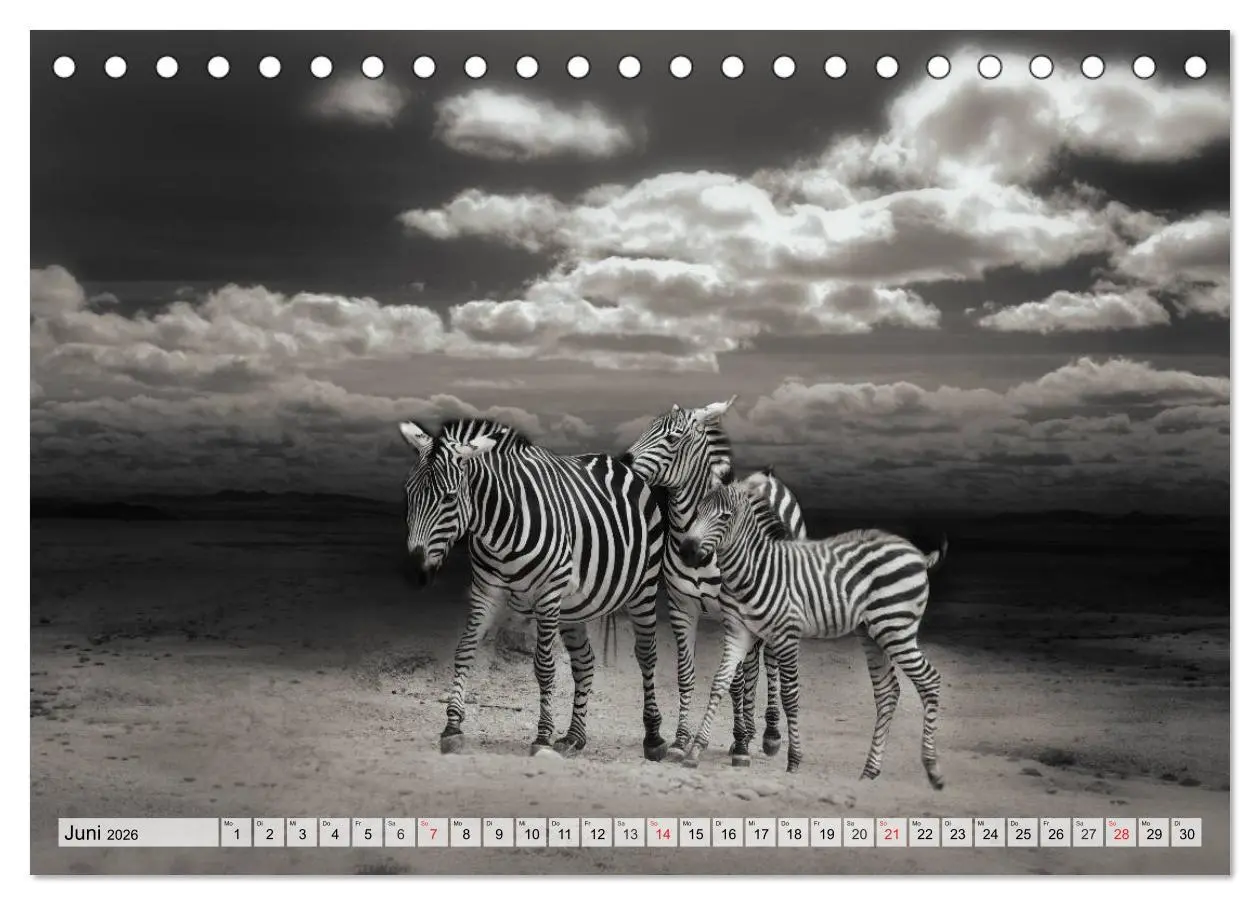 Bild: 9783516051025 | Wilde Tiere in schwarz-weiß (Tischkalender 2026 DIN A5 quer),...