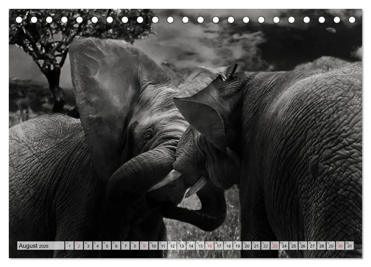 Bild: 9783516051025 | Wilde Tiere in schwarz-weiß (Tischkalender 2026 DIN A5 quer),...