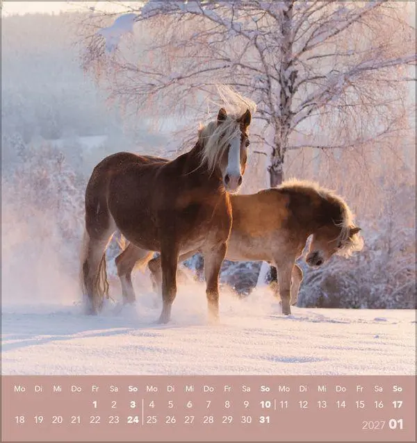 Bild: 9783819301025 | Traumpferde 2027 | aufstellbarer Postkartenkalender | Verlag Korsch