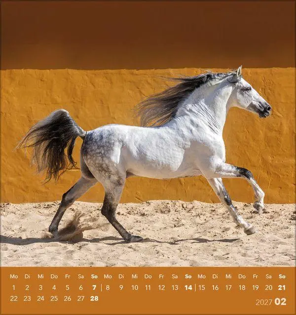 Bild: 9783819301025 | Traumpferde 2027 | aufstellbarer Postkartenkalender | Verlag Korsch