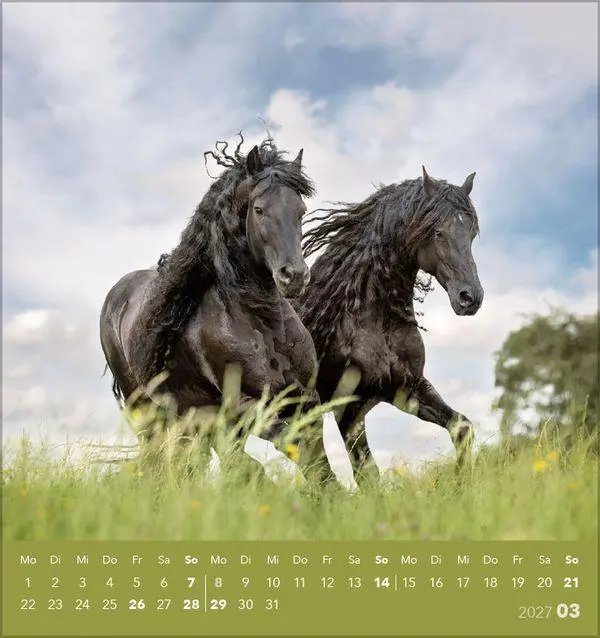 Bild: 9783819301025 | Traumpferde 2027 | aufstellbarer Postkartenkalender | Verlag Korsch
