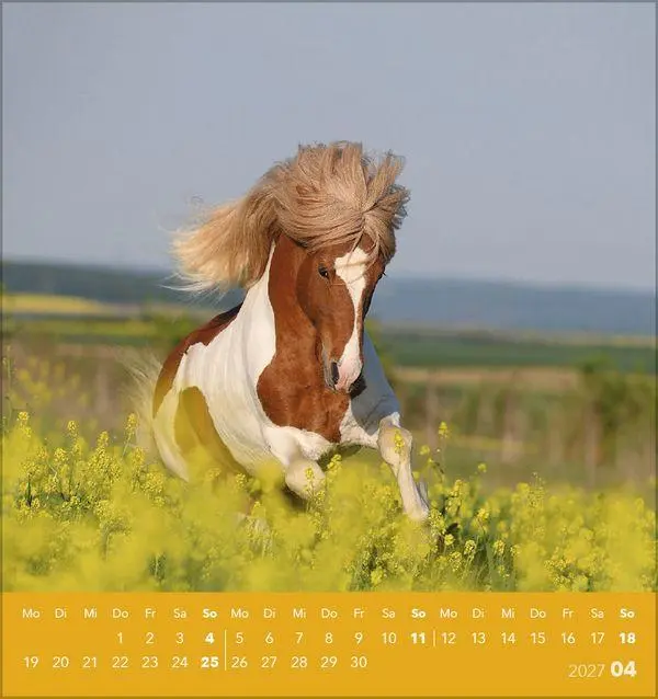 Bild: 9783819301025 | Traumpferde 2027 | aufstellbarer Postkartenkalender | Verlag Korsch