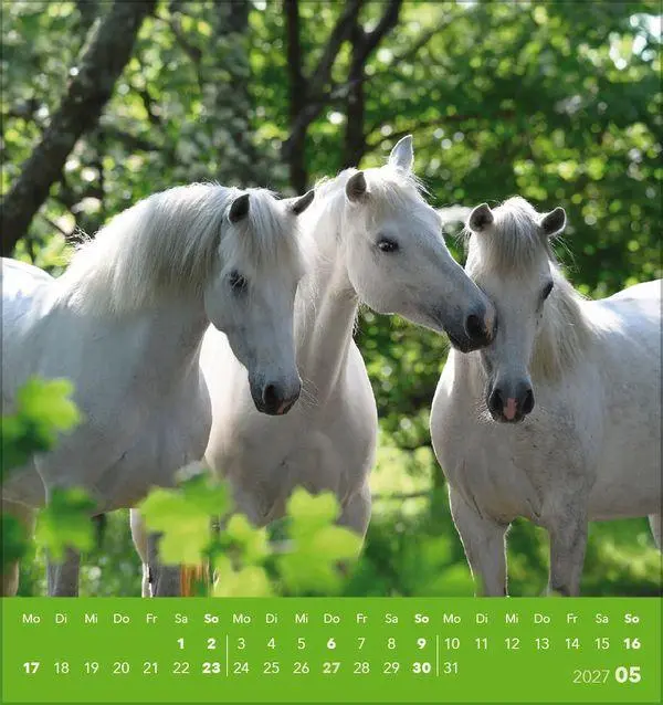 Bild: 9783819301025 | Traumpferde 2027 | aufstellbarer Postkartenkalender | Verlag Korsch