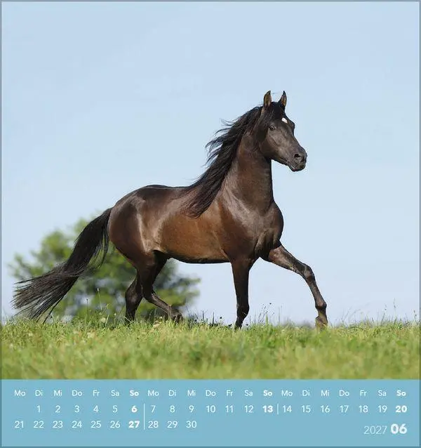 Bild: 9783819301025 | Traumpferde 2027 | aufstellbarer Postkartenkalender | Verlag Korsch