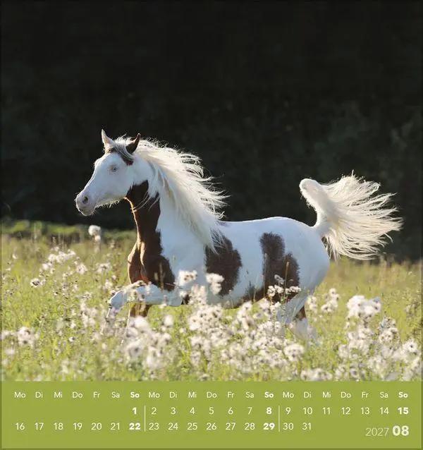 Bild: 9783819301025 | Traumpferde 2027 | aufstellbarer Postkartenkalender | Verlag Korsch