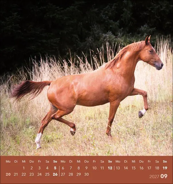 Bild: 9783819301025 | Traumpferde 2027 | aufstellbarer Postkartenkalender | Verlag Korsch