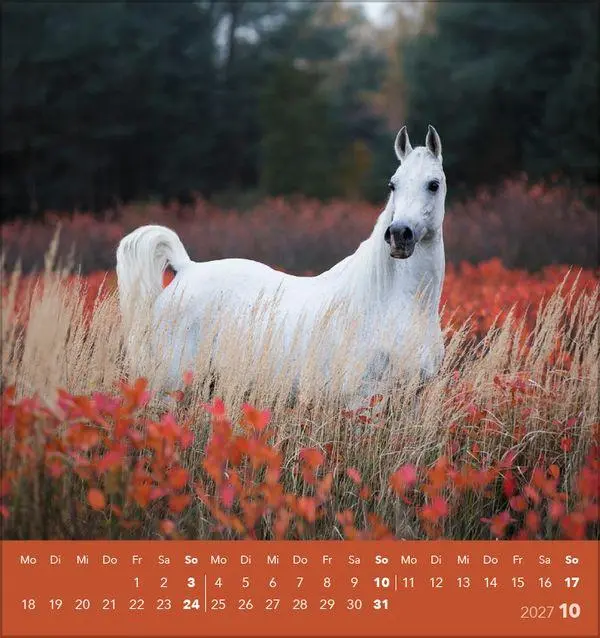 Bild: 9783819301025 | Traumpferde 2027 | aufstellbarer Postkartenkalender | Verlag Korsch