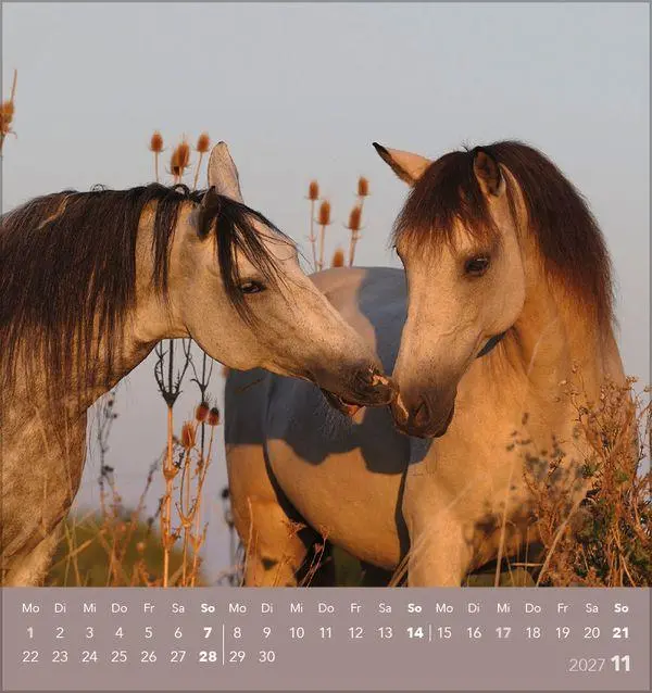 Bild: 9783819301025 | Traumpferde 2027 | aufstellbarer Postkartenkalender | Verlag Korsch