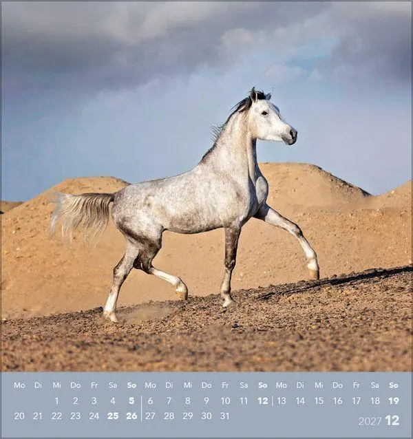Bild: 9783819301025 | Traumpferde 2027 | aufstellbarer Postkartenkalender | Verlag Korsch