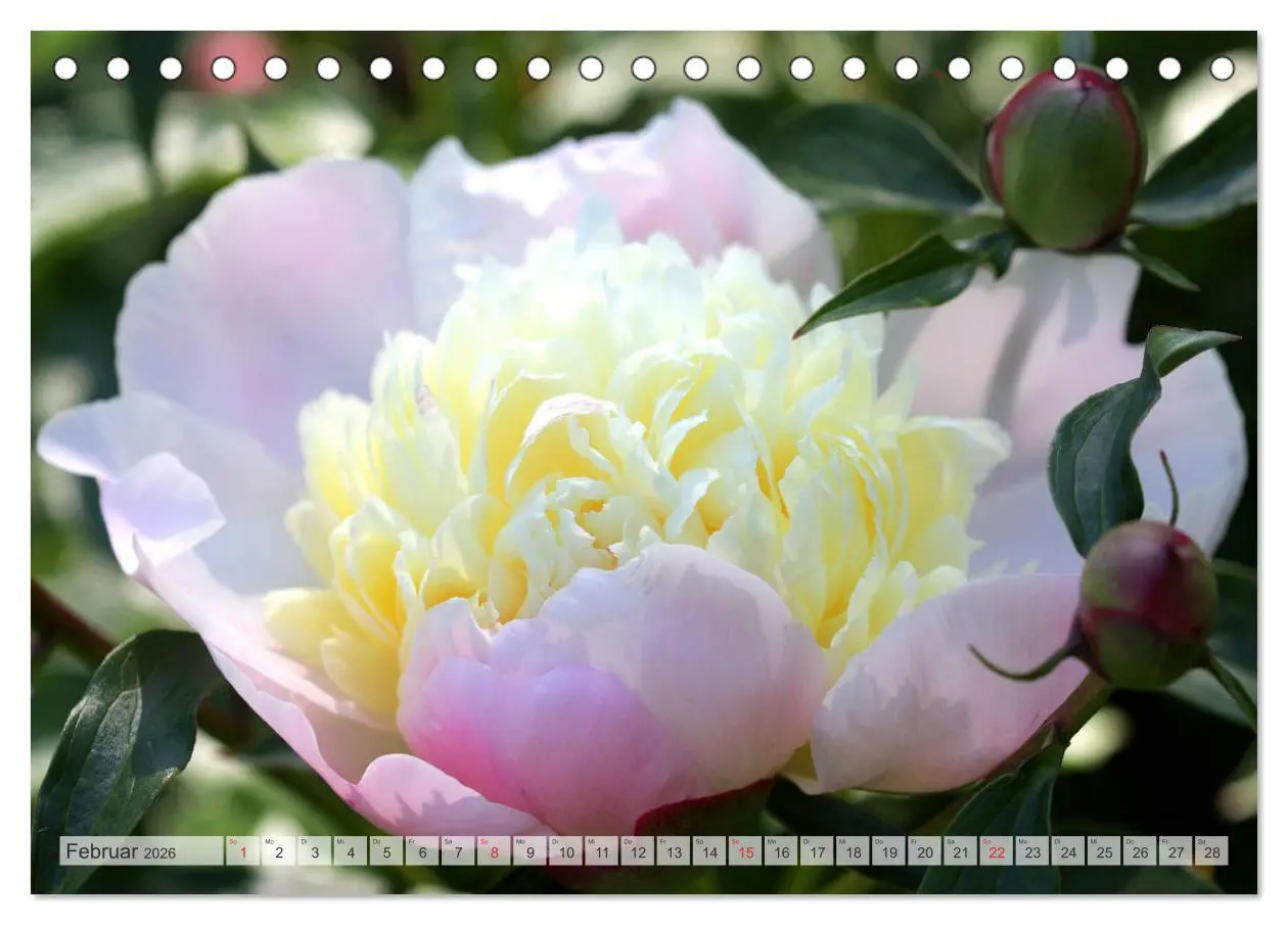 Bild: 9783457931325 | PFINGSTROSEN Rosen ohne Dornen (Tischkalender 2026 DIN A5 quer),...