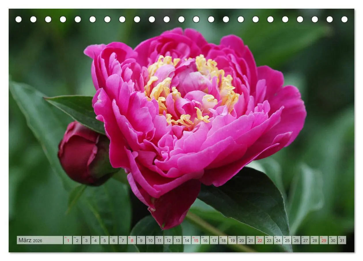 Bild: 9783457931325 | PFINGSTROSEN Rosen ohne Dornen (Tischkalender 2026 DIN A5 quer),...