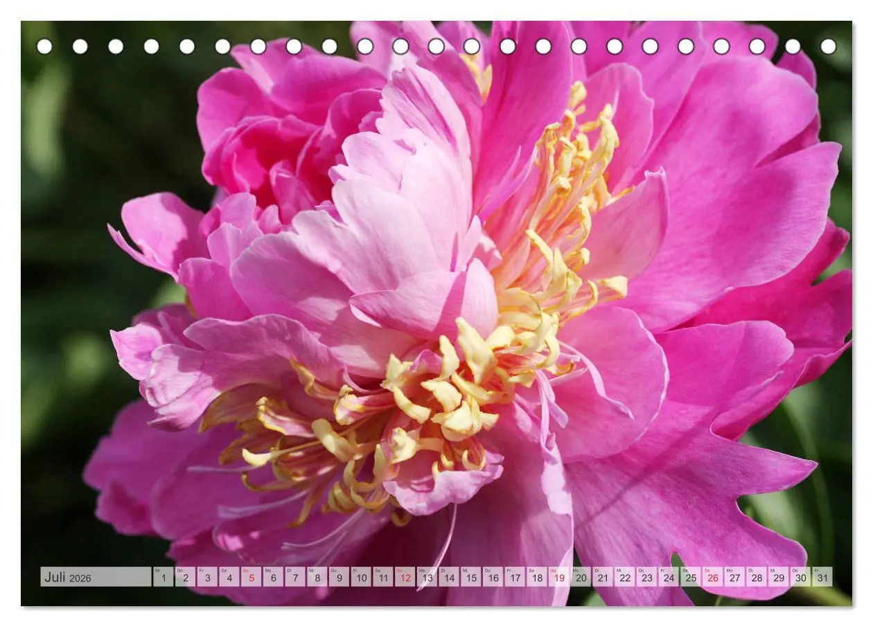 Bild: 9783457931325 | PFINGSTROSEN Rosen ohne Dornen (Tischkalender 2026 DIN A5 quer),...