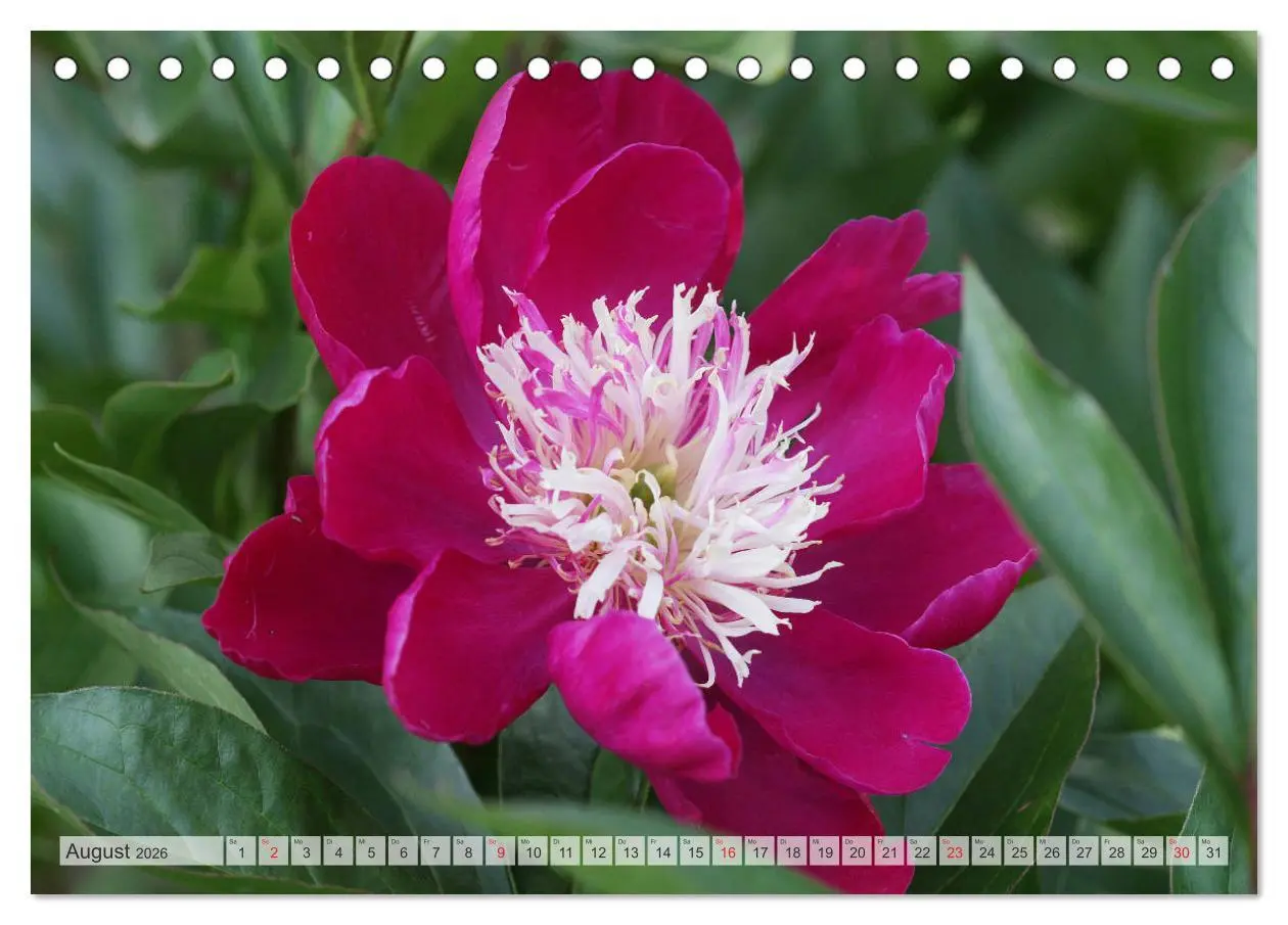 Bild: 9783457931325 | PFINGSTROSEN Rosen ohne Dornen (Tischkalender 2026 DIN A5 quer),...