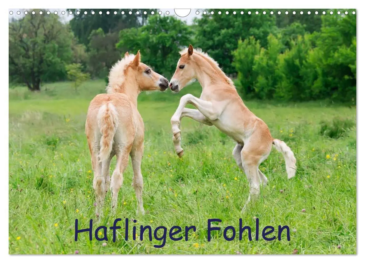 Cover: 9783516181425 | Haflinger Fohlen (Wandkalender 2026 DIN A3 quer), CALVENDO...