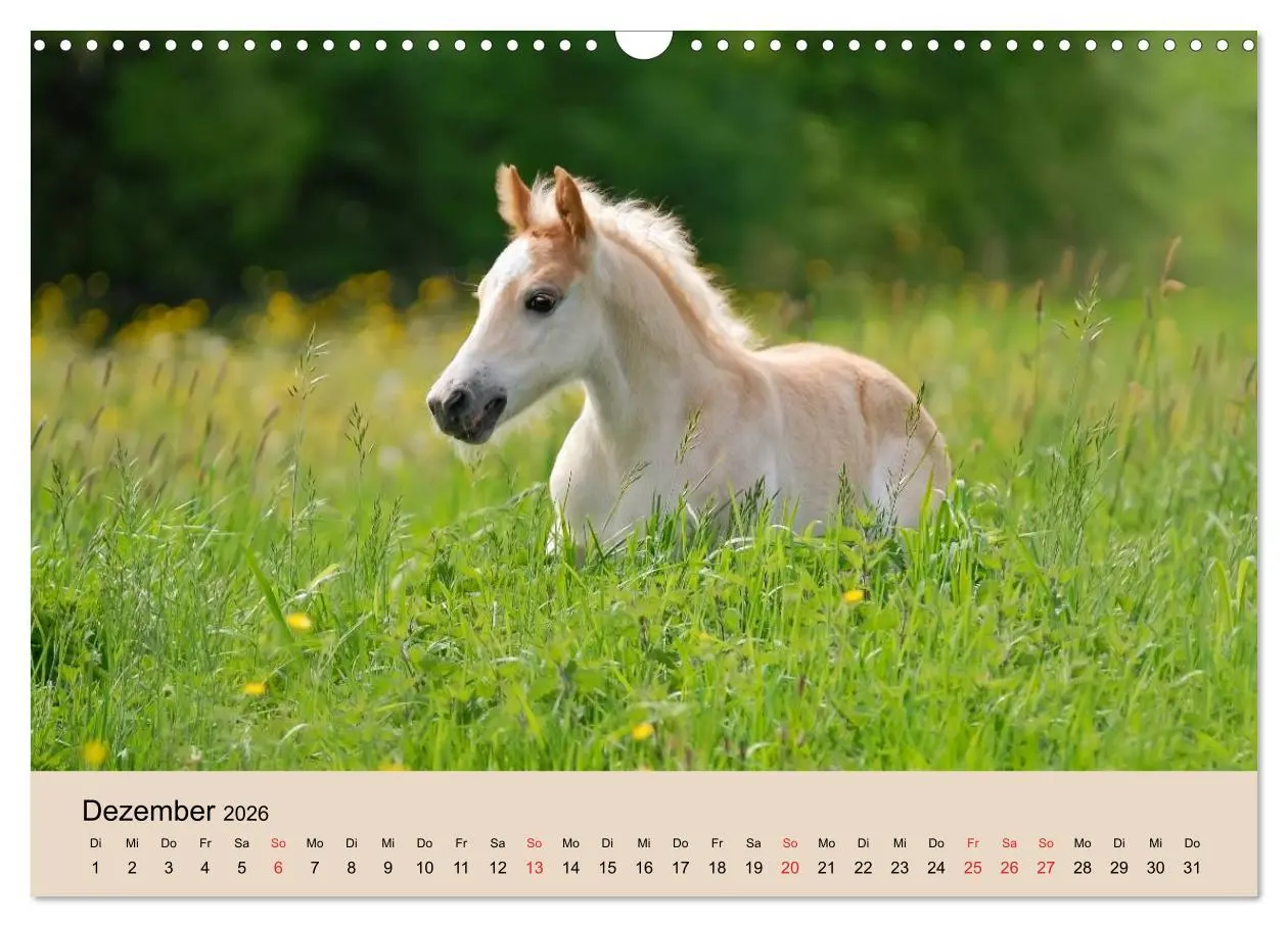 Bild: 9783516181425 | Haflinger Fohlen (Wandkalender 2026 DIN A3 quer), CALVENDO...