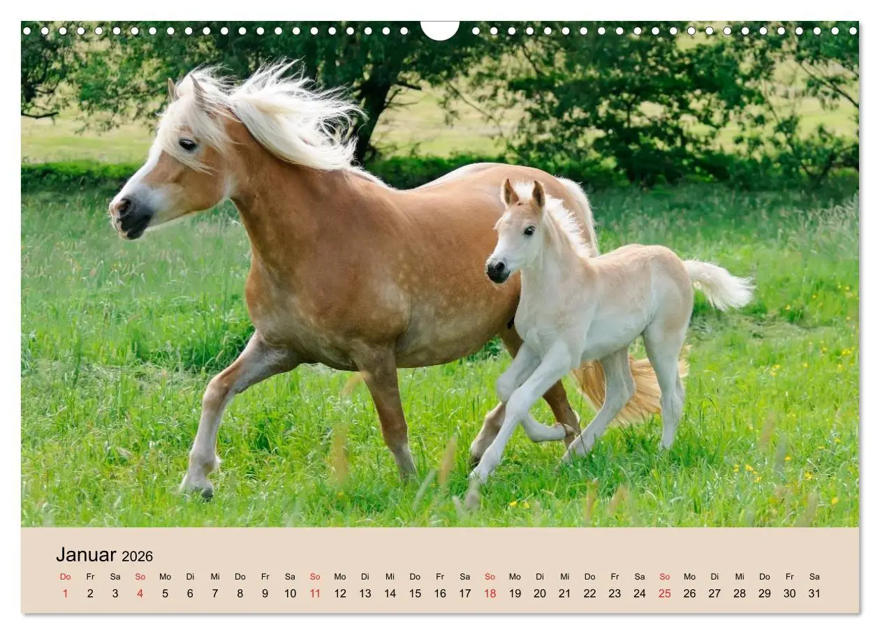 Bild: 9783516181425 | Haflinger Fohlen (Wandkalender 2026 DIN A3 quer), CALVENDO...
