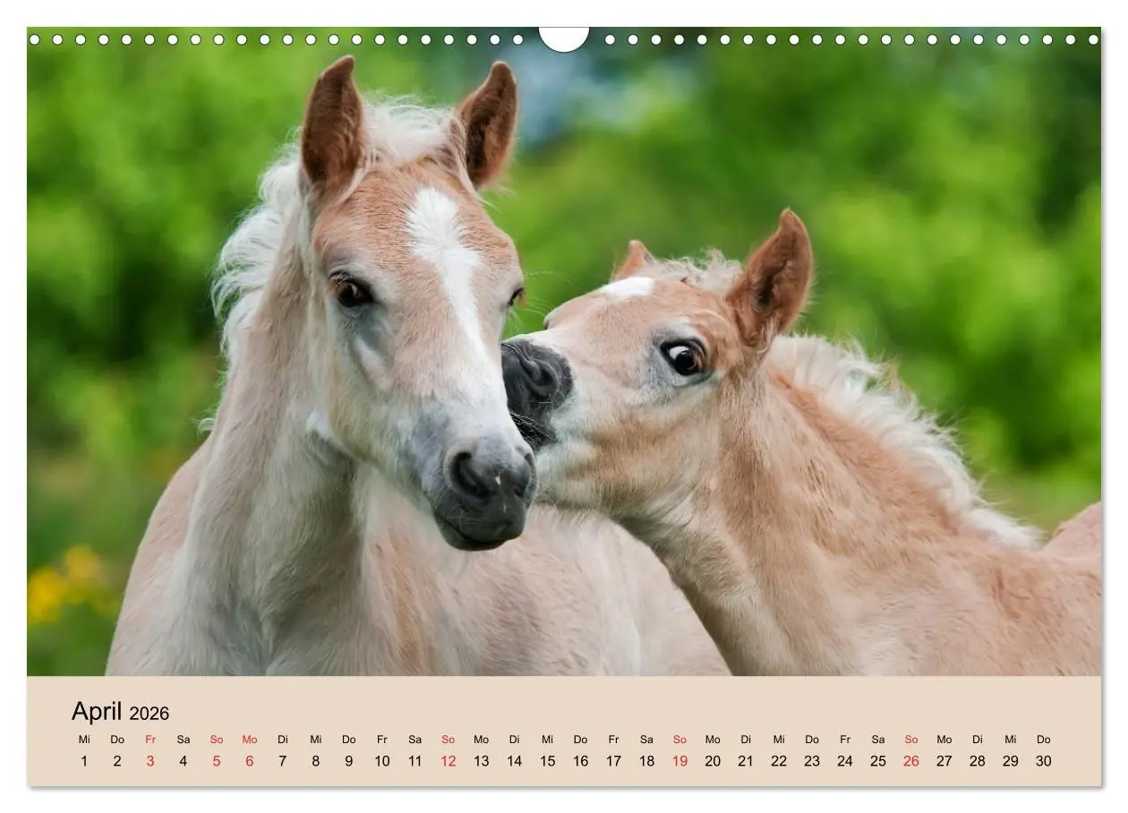 Bild: 9783516181425 | Haflinger Fohlen (Wandkalender 2026 DIN A3 quer), CALVENDO...
