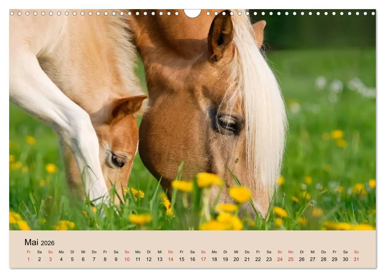 Bild: 9783516181425 | Haflinger Fohlen (Wandkalender 2026 DIN A3 quer), CALVENDO...