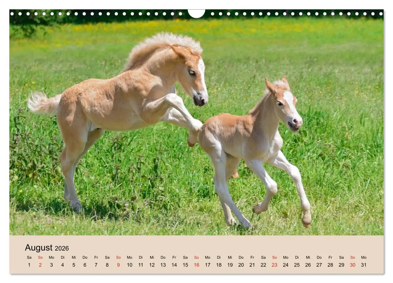 Bild: 9783516181425 | Haflinger Fohlen (Wandkalender 2026 DIN A3 quer), CALVENDO...