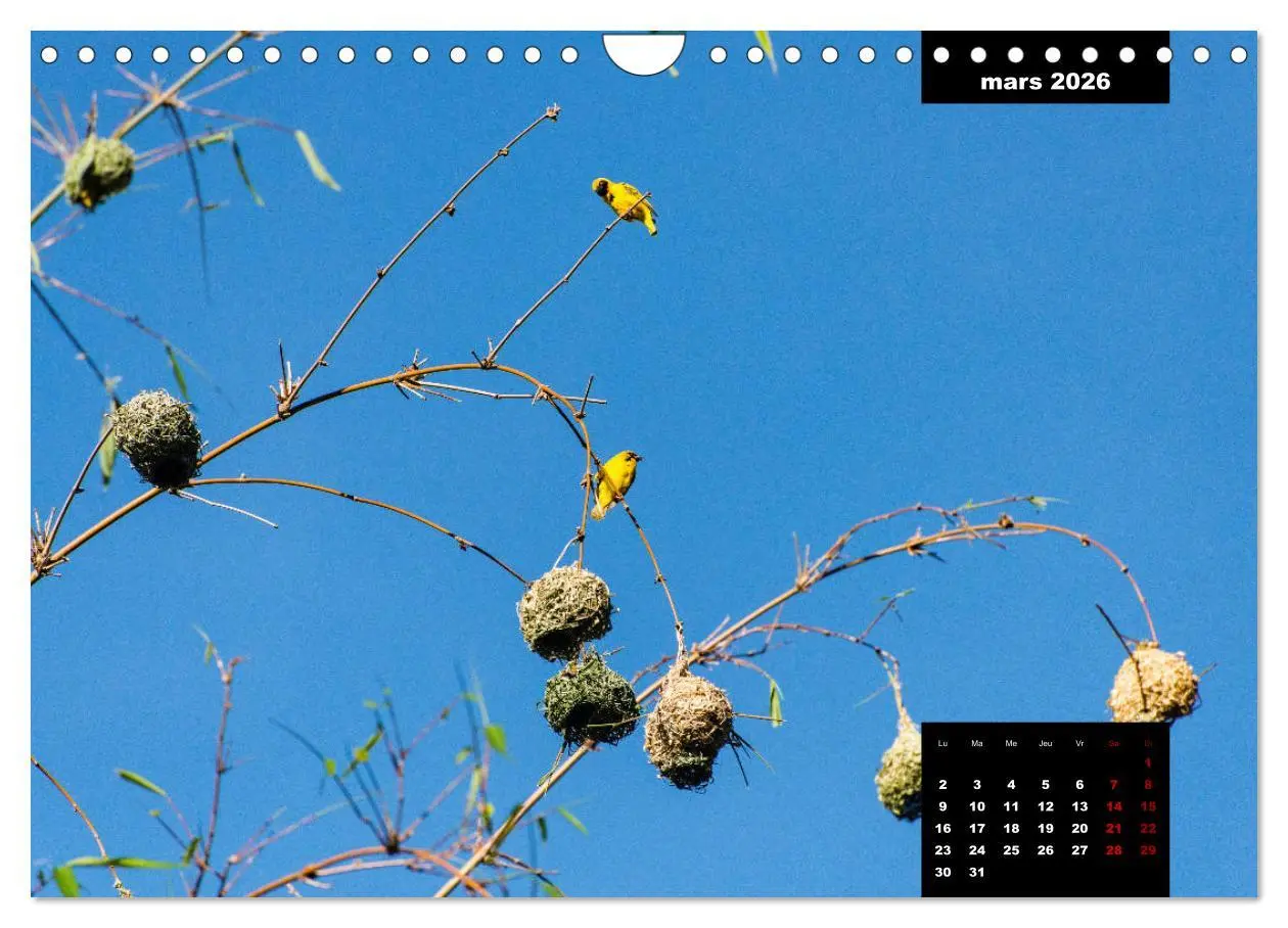 Bild: 9783516561425 | Paysages de l'île de La Réunion (Calendrier mural 2026 DIN A4...