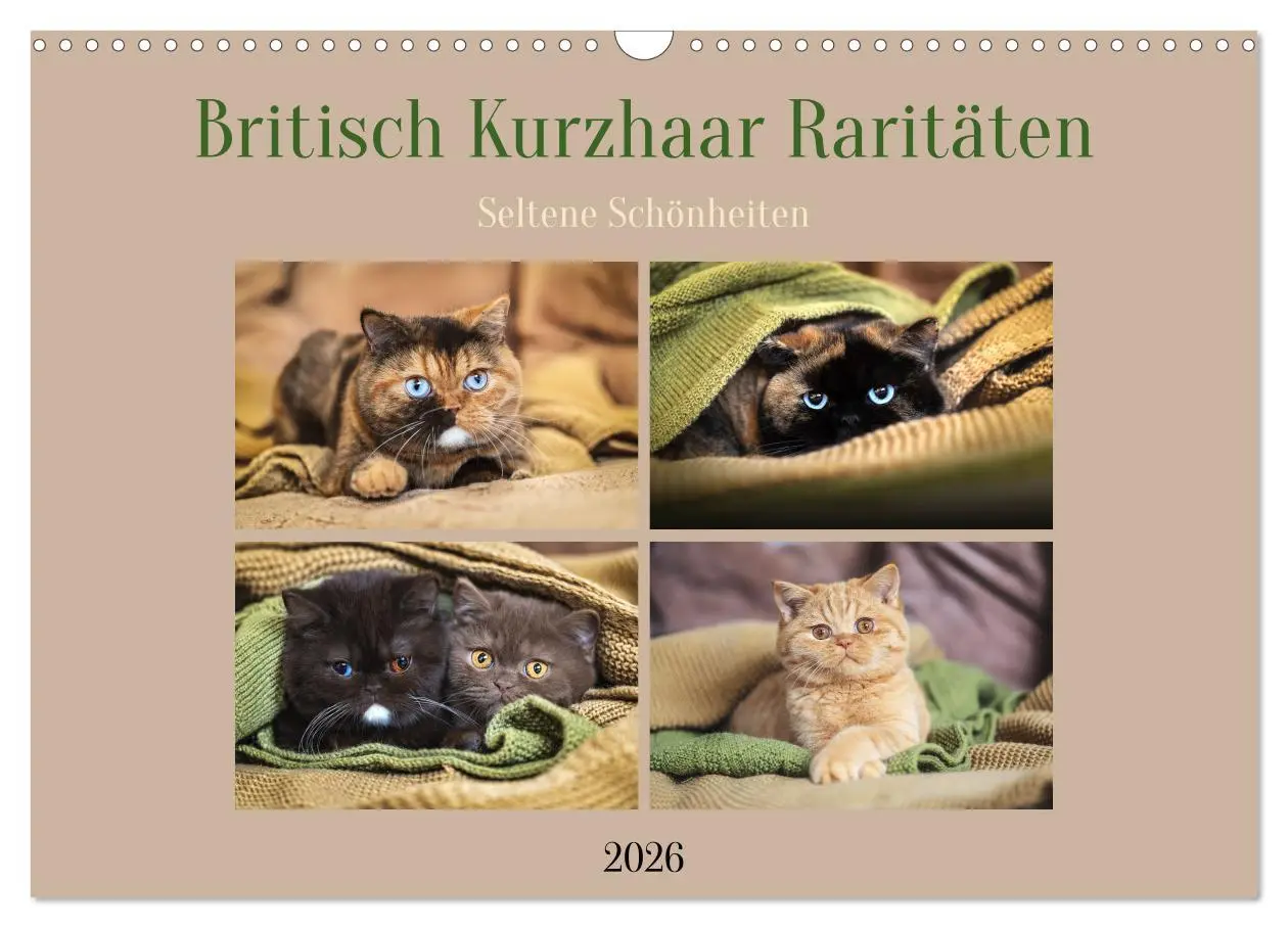 Cover: 9783457451625 | Britisch Kurzhaar Raritäten - seltene Schönheiten (Wandkalender...