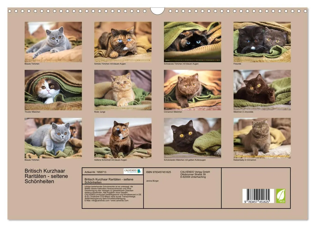 Bild: 9783457451625 | Britisch Kurzhaar Raritäten - seltene Schönheiten (Wandkalender...