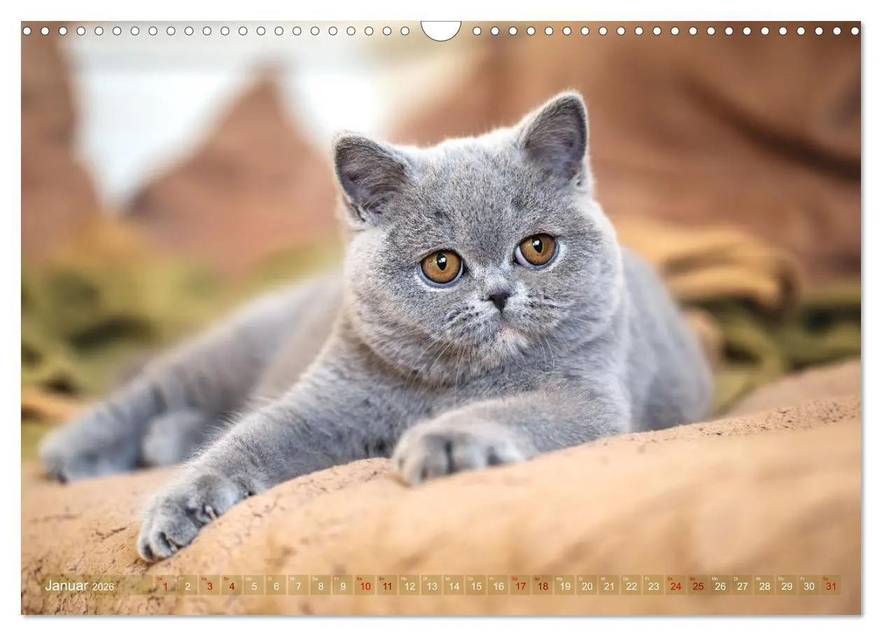 Bild: 9783457451625 | Britisch Kurzhaar Raritäten - seltene Schönheiten (Wandkalender...