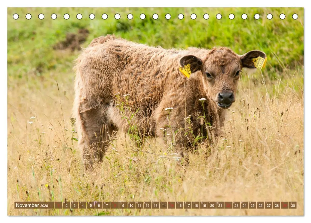 Bild: 9783457761625 | Galloway Kälbchen - Liebenswert und lockig (Tischkalender 2026 DIN...