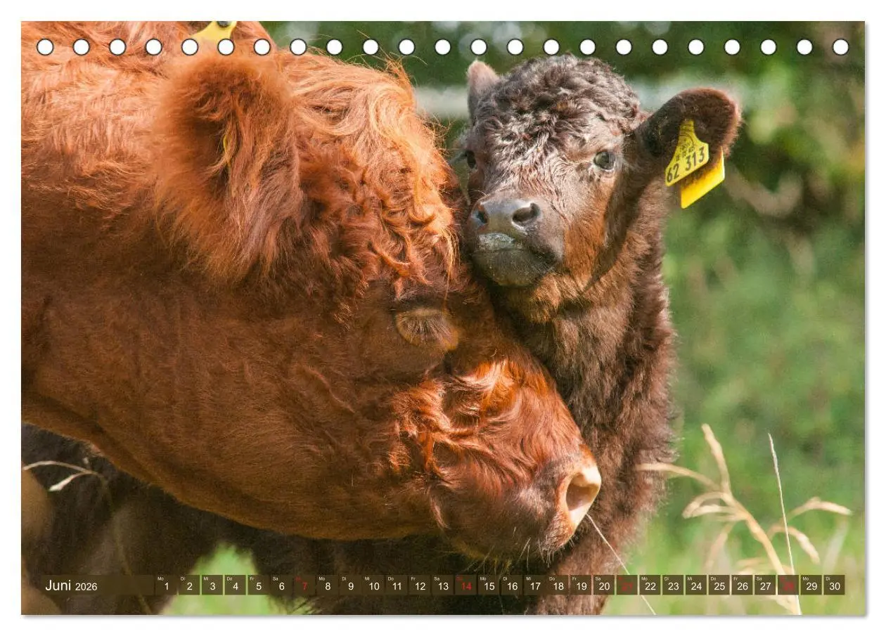 Bild: 9783457761625 | Galloway Kälbchen - Liebenswert und lockig (Tischkalender 2026 DIN...