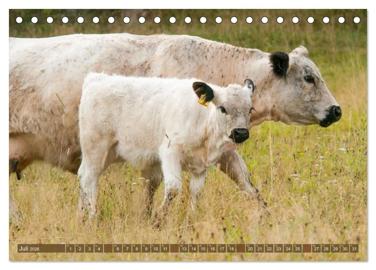 Bild: 9783457761625 | Galloway Kälbchen - Liebenswert und lockig (Tischkalender 2026 DIN...