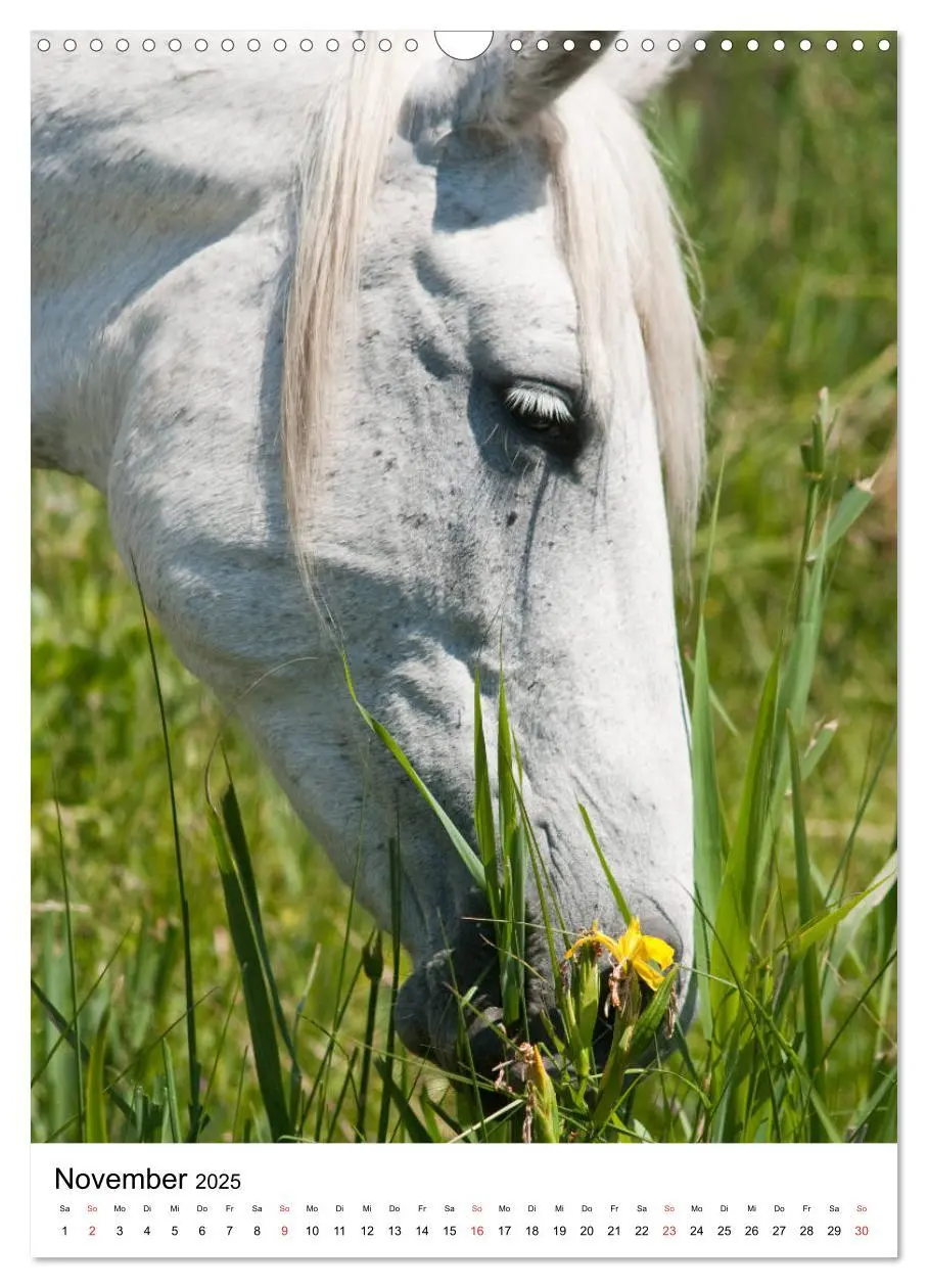 Bild: 9783435971725 | Camargue Pferde - weiße Mähnen (Wandkalender 2025 DIN A3 hoch),...
