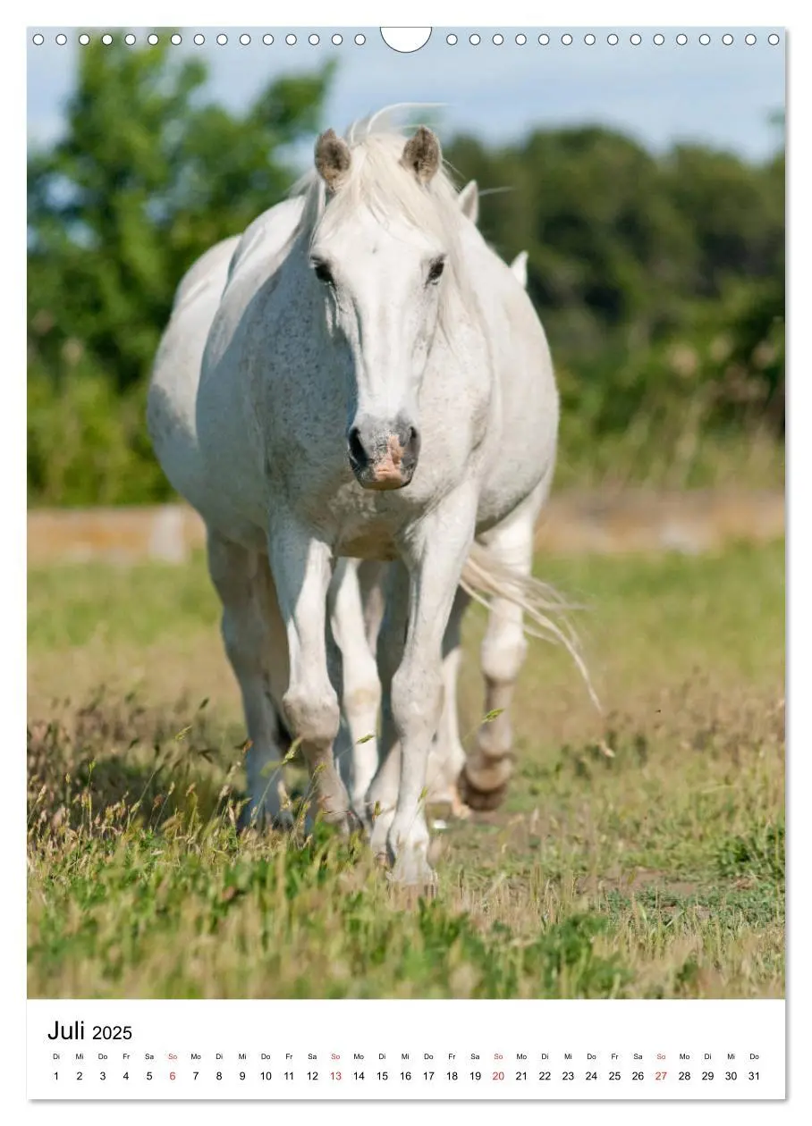 Bild: 9783435971725 | Camargue Pferde - weiße Mähnen (Wandkalender 2025 DIN A3 hoch),...