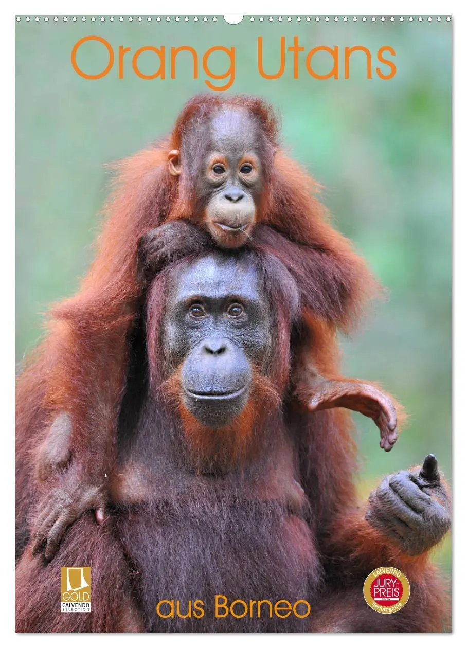 Cover: 9783516391725 | Orang Utans aus Borneo (Wandkalender 2026 DIN A2 hoch), CALVENDO...