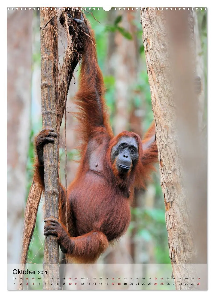 Bild: 9783516391725 | Orang Utans aus Borneo (Wandkalender 2026 DIN A2 hoch), CALVENDO...