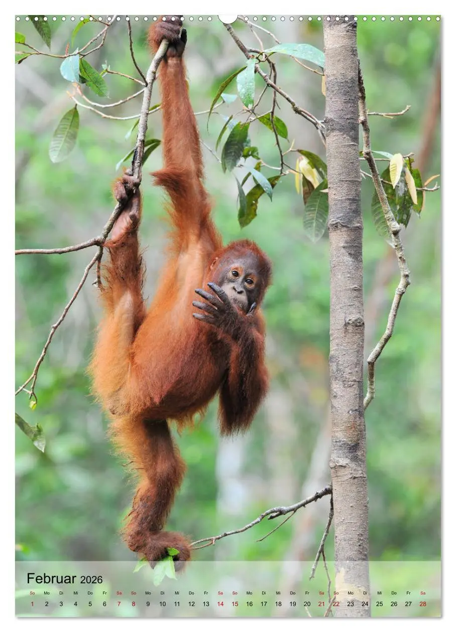 Bild: 9783516391725 | Orang Utans aus Borneo (Wandkalender 2026 DIN A2 hoch), CALVENDO...