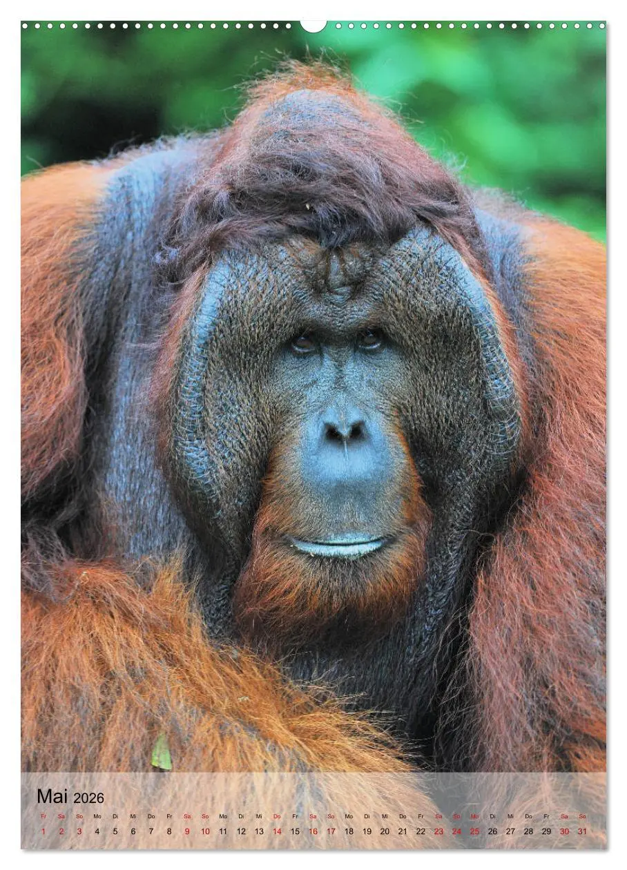 Bild: 9783516391725 | Orang Utans aus Borneo (Wandkalender 2026 DIN A2 hoch), CALVENDO...