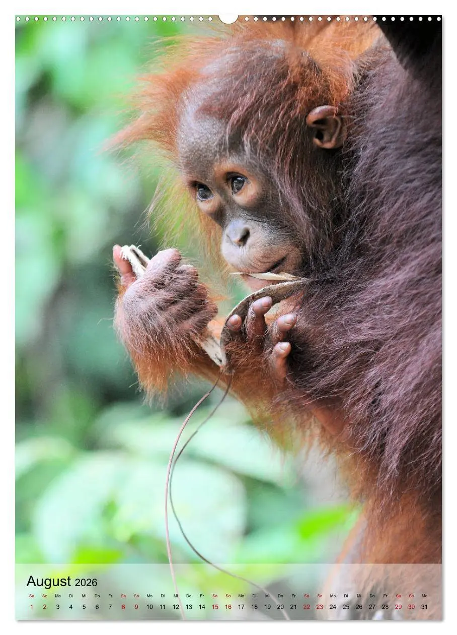 Bild: 9783516391725 | Orang Utans aus Borneo (Wandkalender 2026 DIN A2 hoch), CALVENDO...