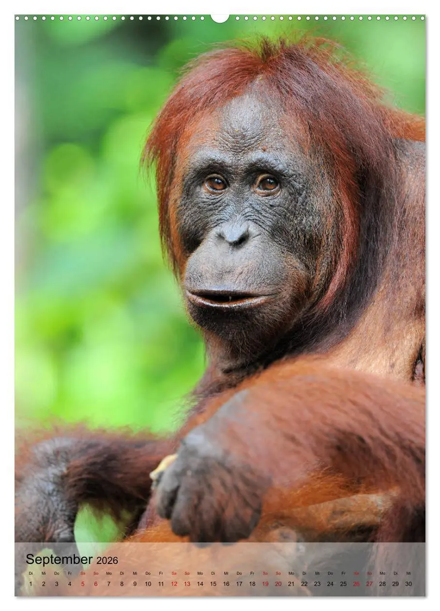 Bild: 9783516391725 | Orang Utans aus Borneo (Wandkalender 2026 DIN A2 hoch), CALVENDO...