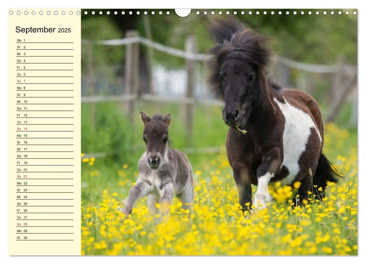Bild: 9783435651825 | Ponys. Herzensbrecher mit Grips (Wandkalender 2025 DIN A3 quer),...