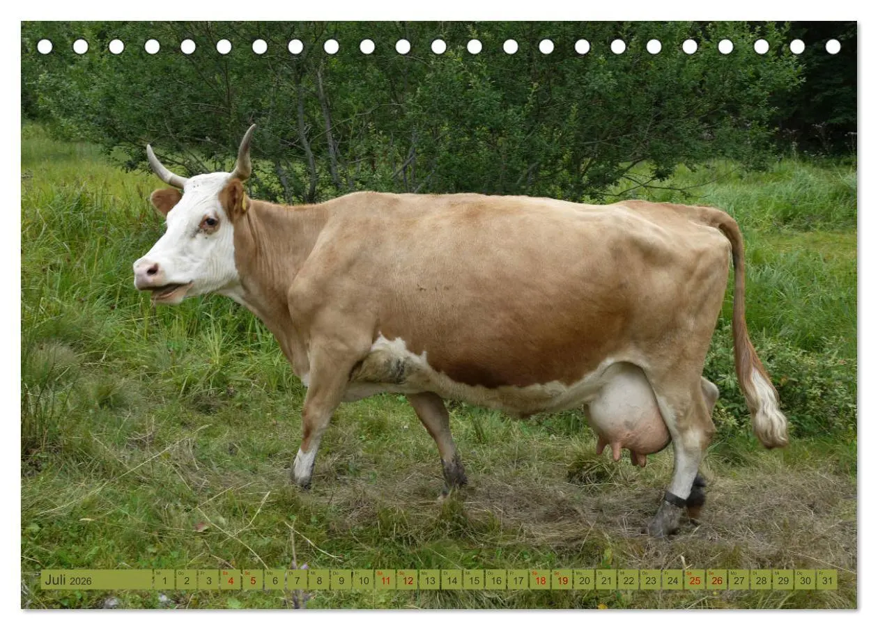 Bild: 9783457811825 | Schwarzwald-Kühe - Die Hinterwälder (Tischkalender 2026 DIN A5...