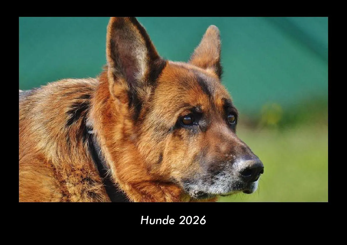 Cover: 9783695411825 | Hunde 2026 Fotokalender DIN A3 | Tobias Becker | Kalender | Deutsch