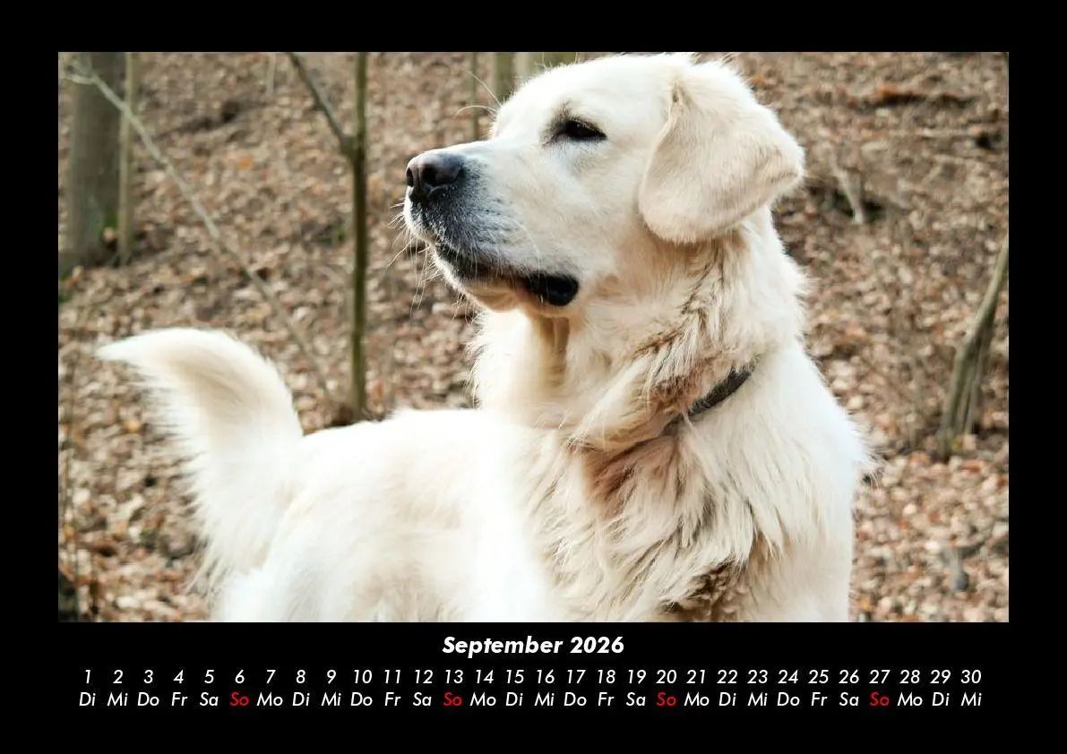 Bild: 9783695411825 | Hunde 2026 Fotokalender DIN A3 | Tobias Becker | Kalender | Deutsch
