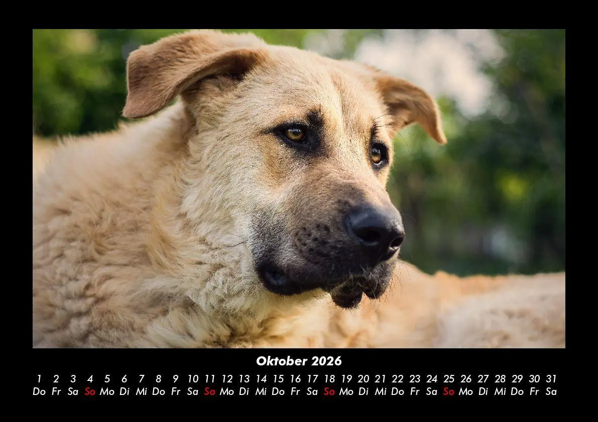 Bild: 9783695411825 | Hunde 2026 Fotokalender DIN A3 | Tobias Becker | Kalender | Deutsch