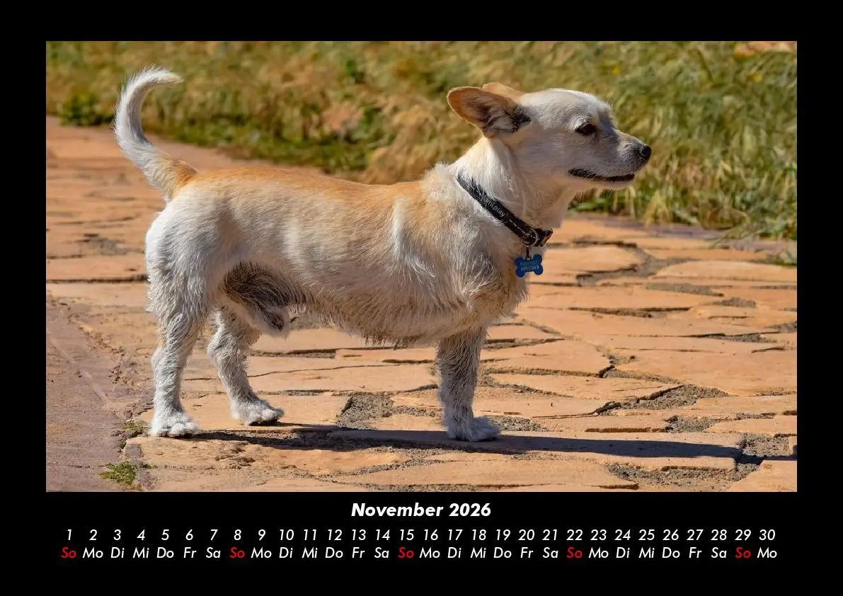 Bild: 9783695411825 | Hunde 2026 Fotokalender DIN A3 | Tobias Becker | Kalender | Deutsch