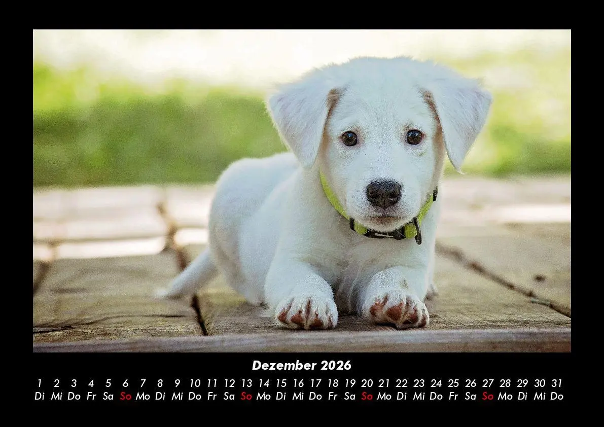 Bild: 9783695411825 | Hunde 2026 Fotokalender DIN A3 | Tobias Becker | Kalender | Deutsch