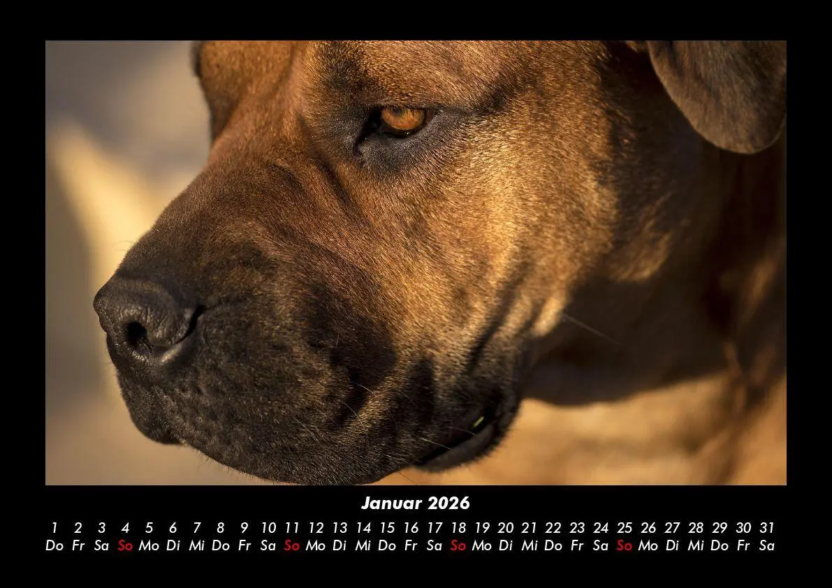Bild: 9783695411825 | Hunde 2026 Fotokalender DIN A3 | Tobias Becker | Kalender | Deutsch