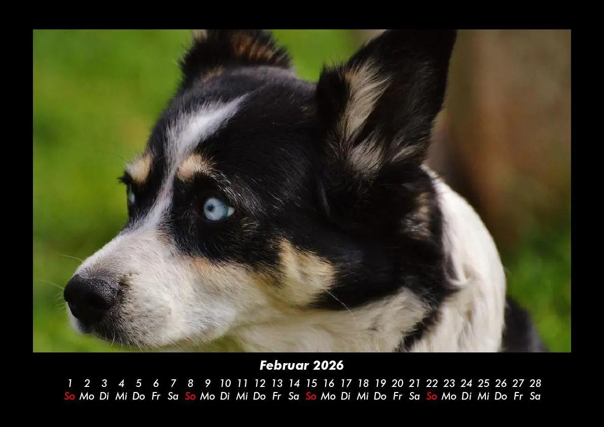 Bild: 9783695411825 | Hunde 2026 Fotokalender DIN A3 | Tobias Becker | Kalender | Deutsch