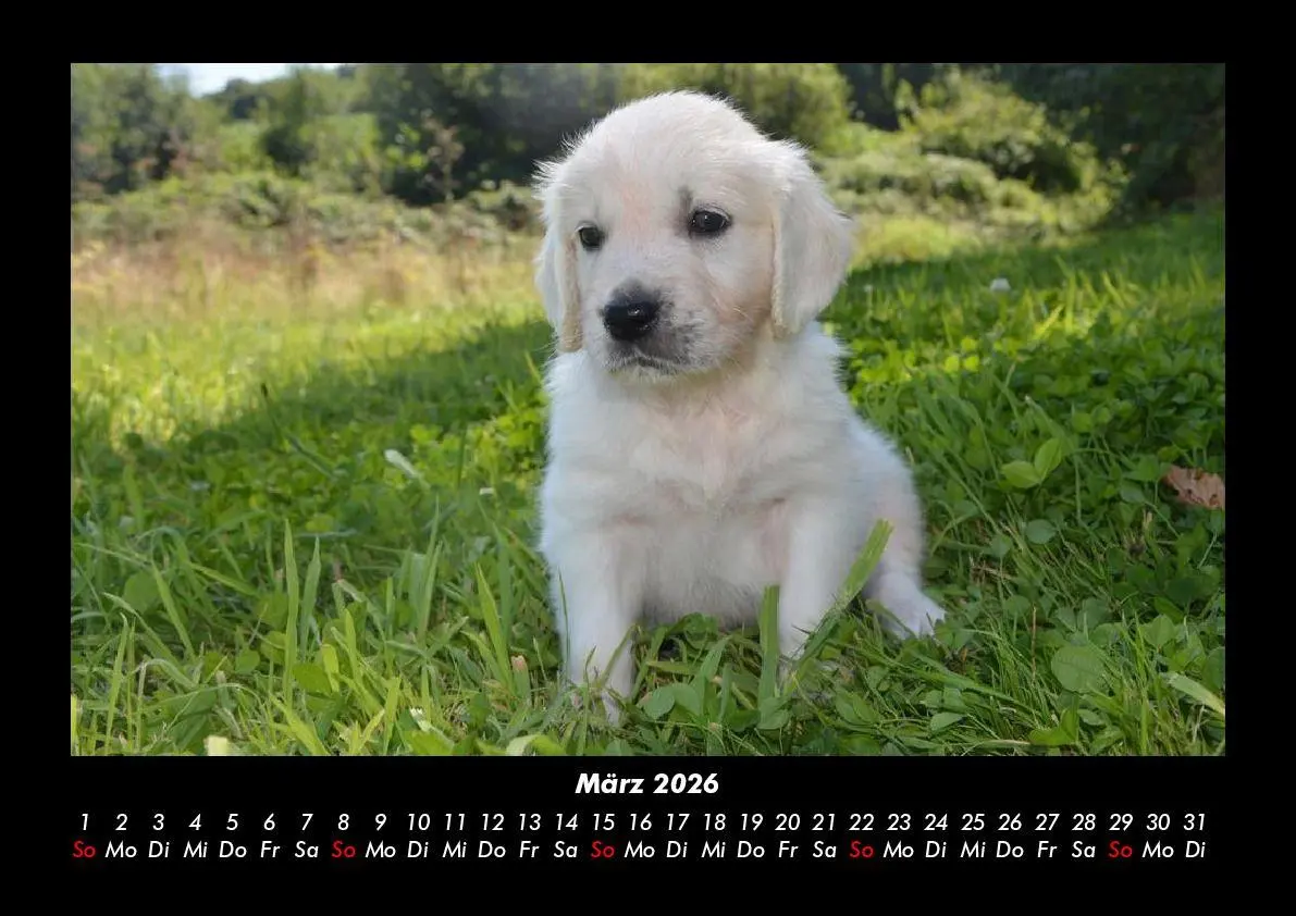 Bild: 9783695411825 | Hunde 2026 Fotokalender DIN A3 | Tobias Becker | Kalender | Deutsch